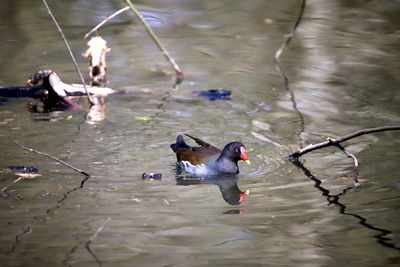 High angle view of ducks swimming in lake