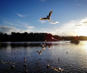 Swans swimming in lake against sky