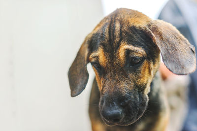 Brindle puppy, small dog, a small hunting dog was staring at something