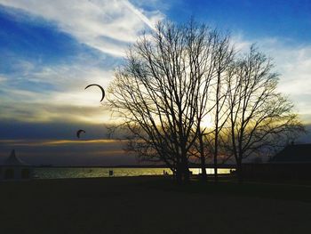 Silhouette of bare trees at sunset