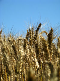 Close-up of wheat field against clear sky