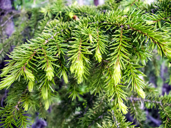 Close-up of pine tree