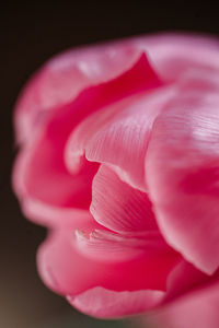 Close-up of pink rose