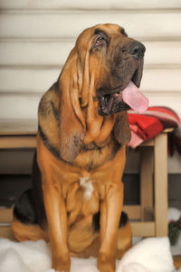 Dog sitting in a house