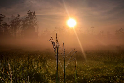 Close-up of plants growing on field against sky at sunset