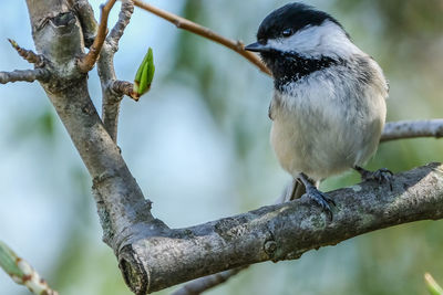 Close-up of bird perching on tree