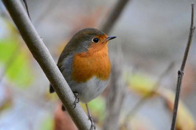 Close-up of bird perching on branch