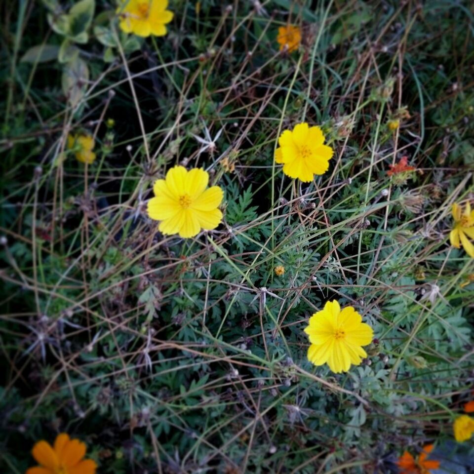 flower, yellow, fragility, freshness, petal, growth, beauty in nature, field, high angle view, flower head, nature, grass, plant, blooming, leaf, in bloom, day, close-up, wildflower, season