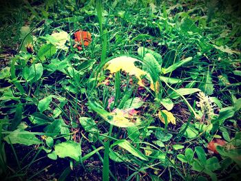 Close-up of flowers blooming on field
