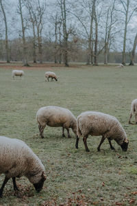 Sheep grazing in a field