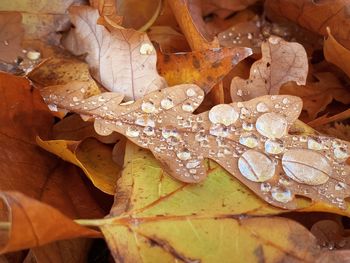 Close-up of water drops on dry leaves