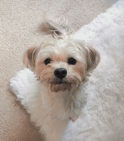 High angle view of portrait of white dog