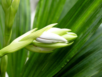 Close-up of green leaves on plant