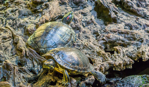 Close-up of turtle in water