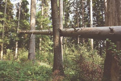 Trees in forest