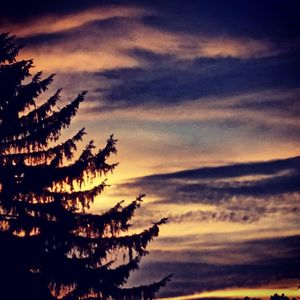 Low angle view of silhouette tree against sky during sunset