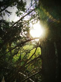 Sun shining through trees