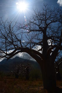 Sun shining through trees