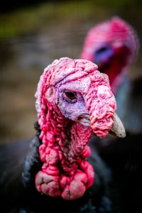 Close-up of turkey