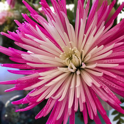 Close-up of pink flower blooming outdoors
