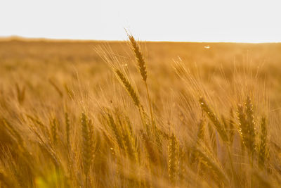 Close-up of wheat field against clear sky