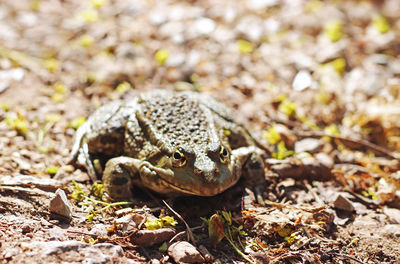 Close-up of frog on field