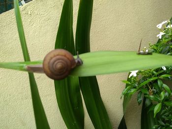 Close-up of snail on plant