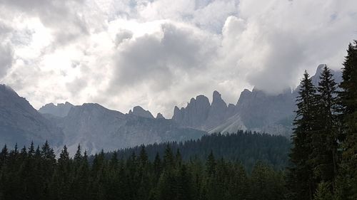 Panoramic view of pine trees and mountains against sky