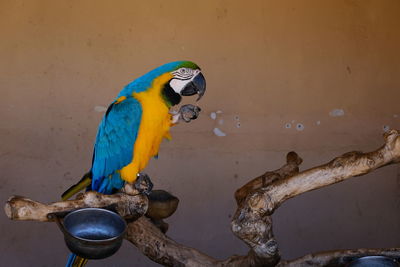 Close-up of blue bird perching on wood