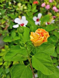 Close-up of rose plant