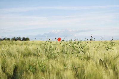 Scenic view of grassy field against sky