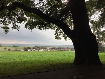 Cows grazing on field against sky