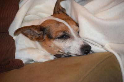 Close-up of dog sleeping on sofa at home