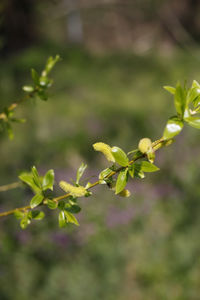 Close-up of flowering plant on field