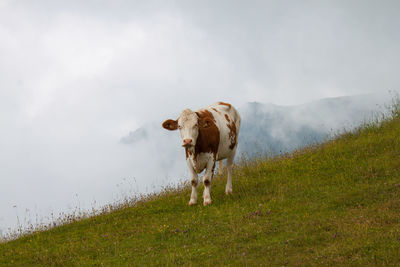 Cow standing in a field