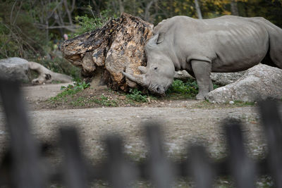 View of animal relaxing on field
