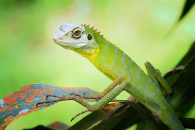 Close-up of a lizard on a branch