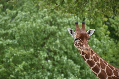 Portrait of giraffe