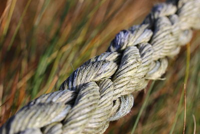 Close-up of ropes on wood