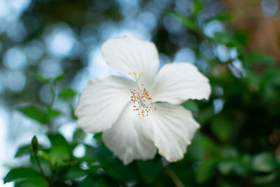 Close-up of white flowering plant