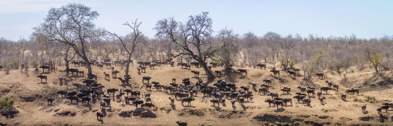African buffaloes at national park