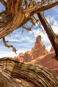 Scenic view of tree against sky