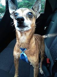 Close-up portrait of a dog