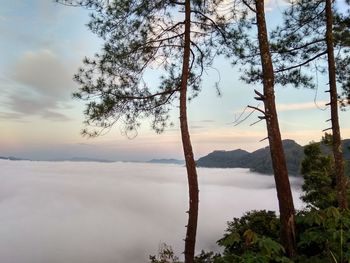 Scenic view of tree against sky during sunset