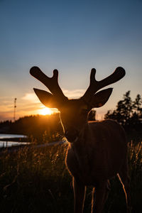 Low angle view of deer standing on field against clear sky