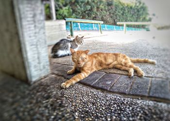 High angle view of tabby cat on footpath