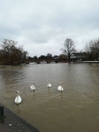 Swans swimming in lake against sky