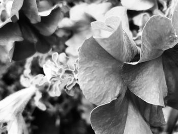 Close-up of flowers