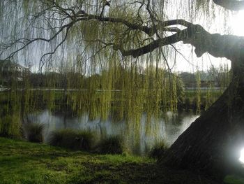 Reflection of trees in lake