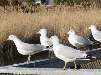 Seagulls perching on a railing